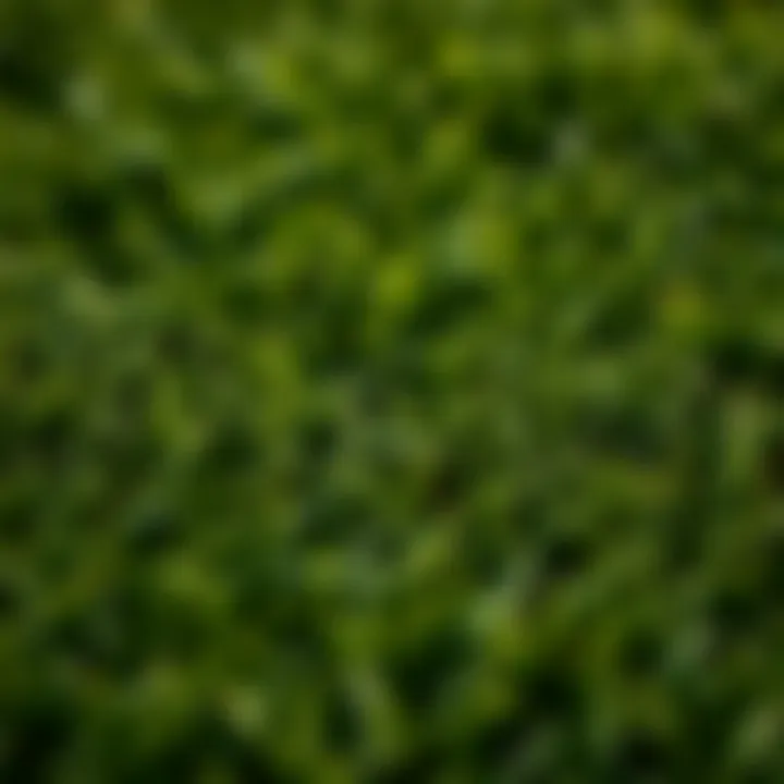 Lush Texture of Artificial Grass Close-up of lush artificial grass texture